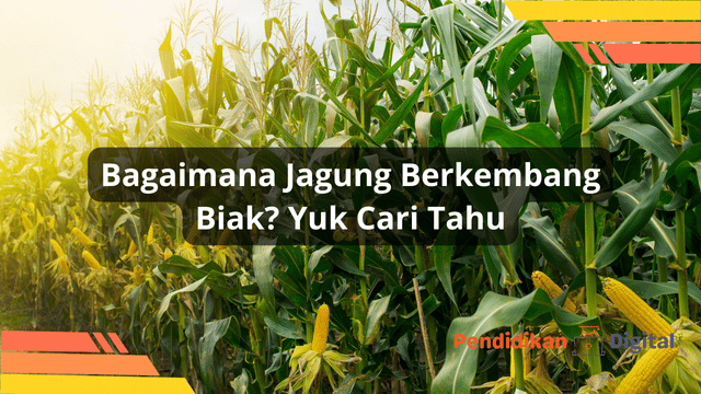 Bagaimana Jagung Berkembang Biak