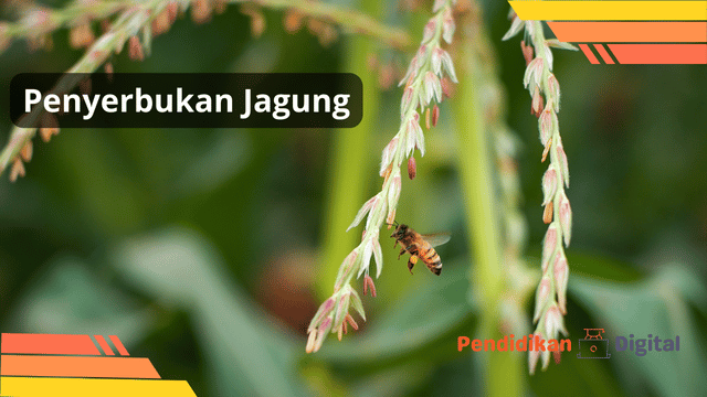 peneyerbukan jagung
